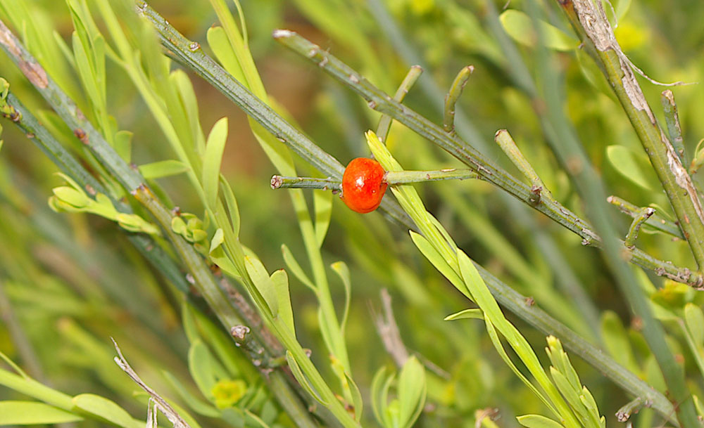 Osyris alba / Ginestrella comune